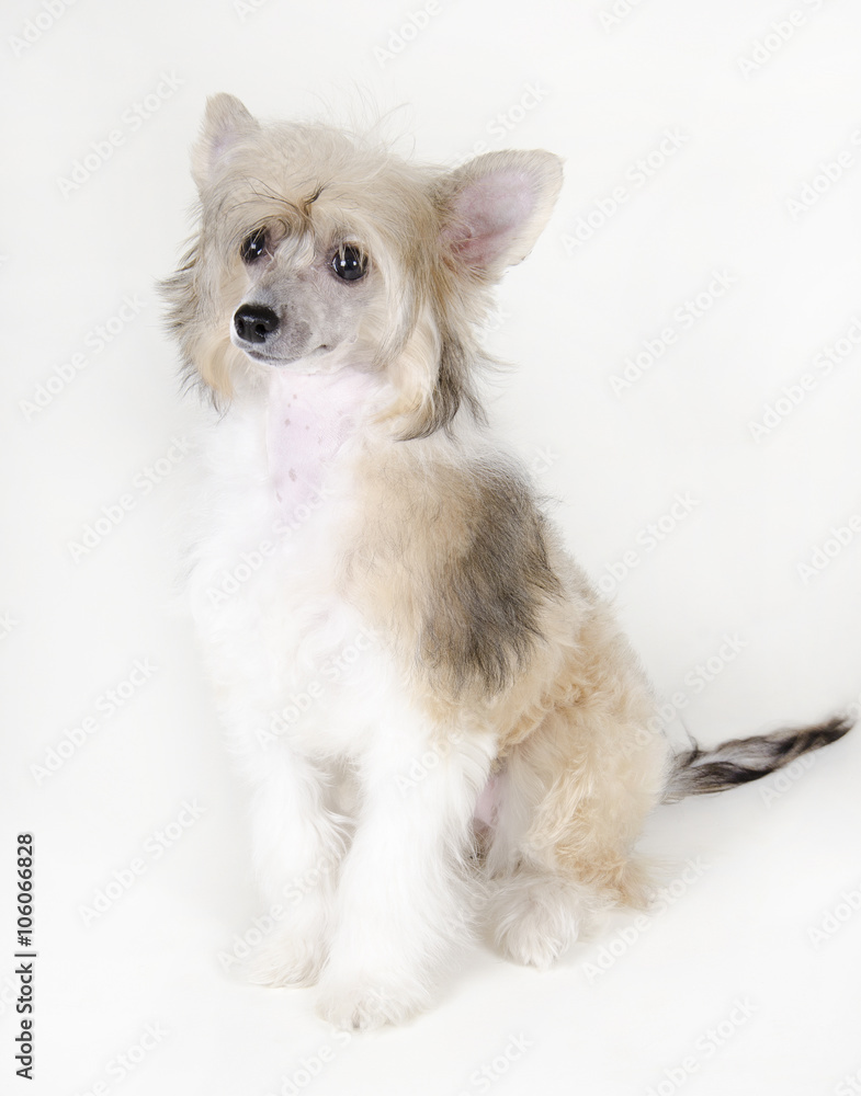 Cute Chinese Crested dog (Powderpuff variety, puppy) on a white ...