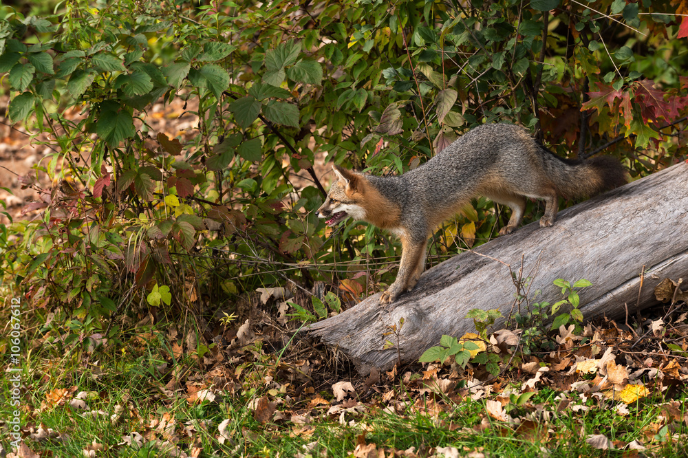Grey Fox (Urocyon cinereoargenteus) Stands on Log Grey Fox (Urocyon cinereoargenteus) Stands on Log