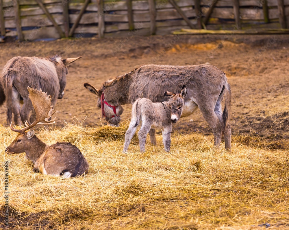 Donkey and fallow-deer group Donkey and fallow-deer group