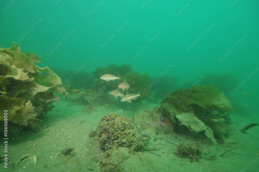 Fototapeta premium Goatfish Upeneichthys lineatus among patches of stalked kelp bent in current above flat bottom.