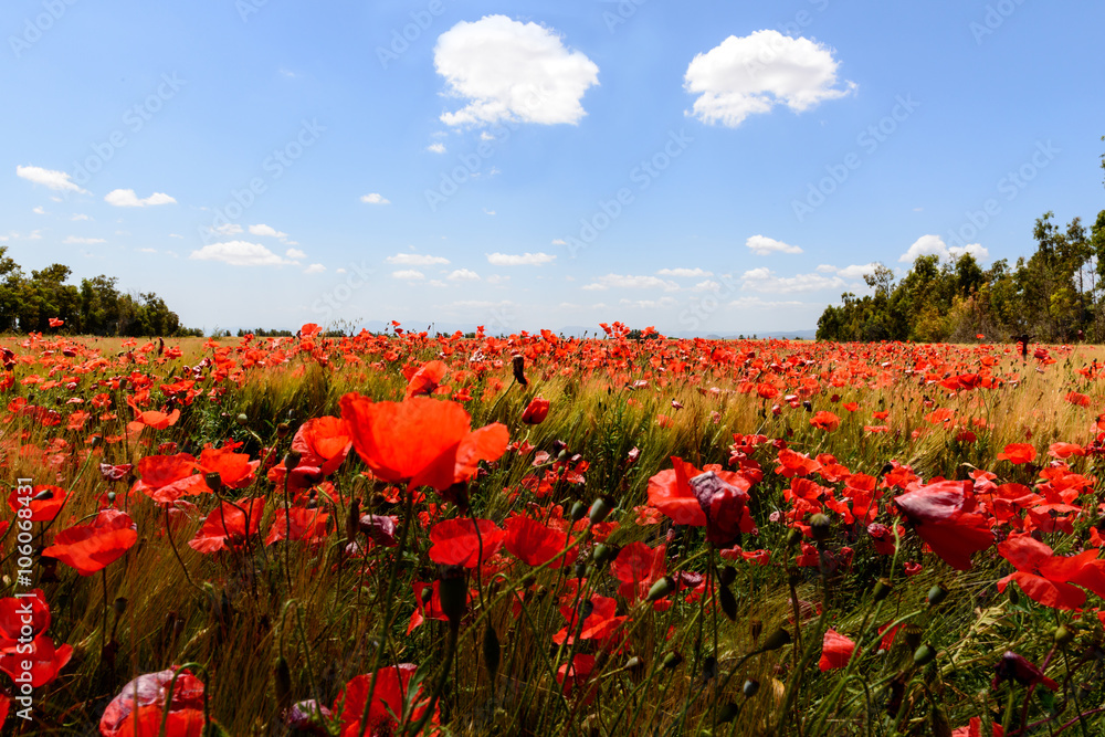 Field Red Poppies / Landscape of field of the poppies in spring.