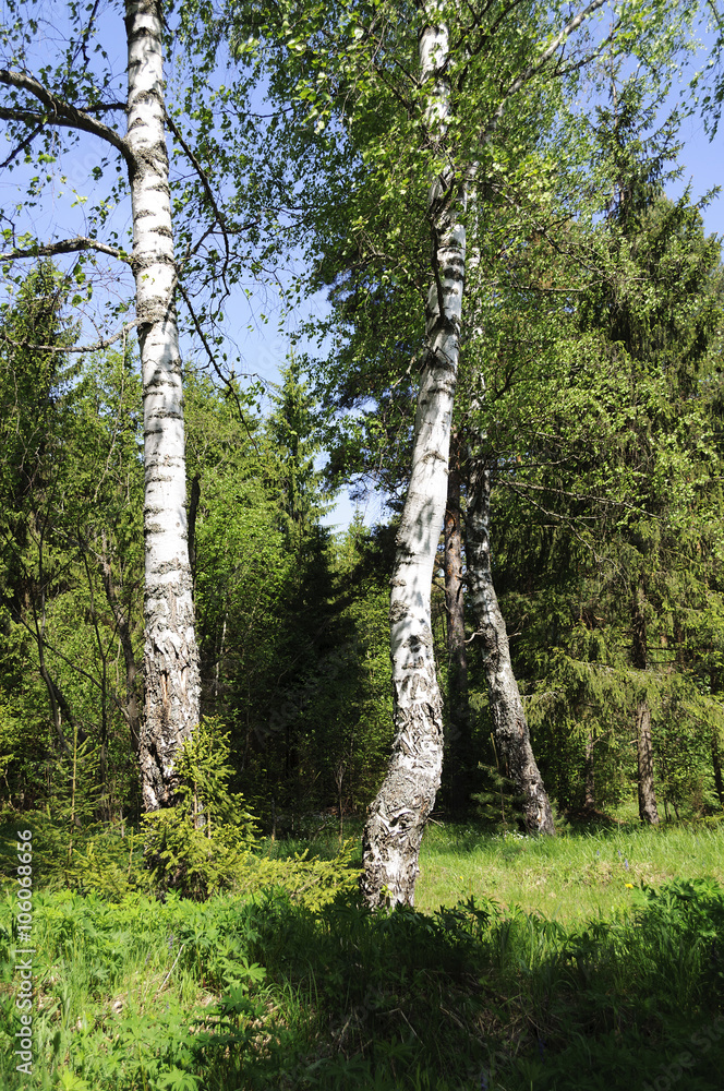 Fototapeta premium Birches on the forest edge