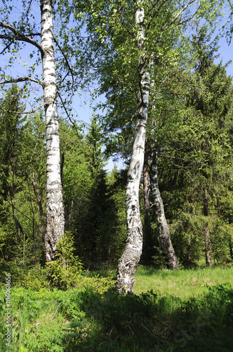 Birches on the forest edge