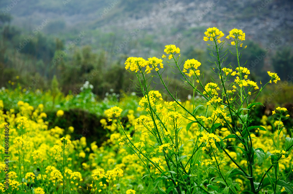 Beautiful blooming rape flower in spring
Beautiful blooming rape flower in spring