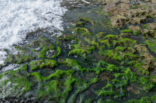 Wave Crashing on Algae Covered Rocks