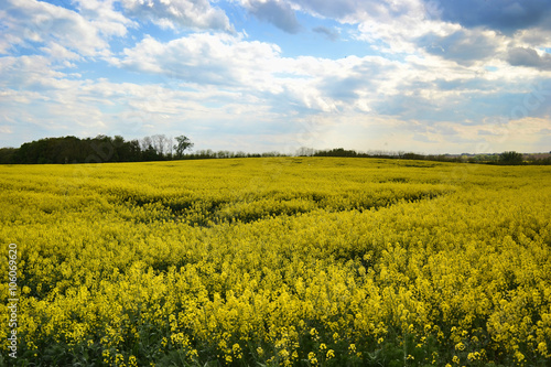 Field of yellow flowering oilseed rape isolated on a cloudy blue sky in springtime (Brassica napus), Blooming canola, rapeseed plant landscape. Slovakia © lukasbeno