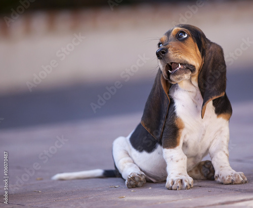 Beagle