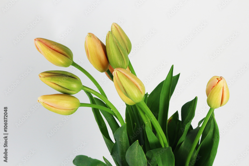 Fototapeta premium french tulips on the white background