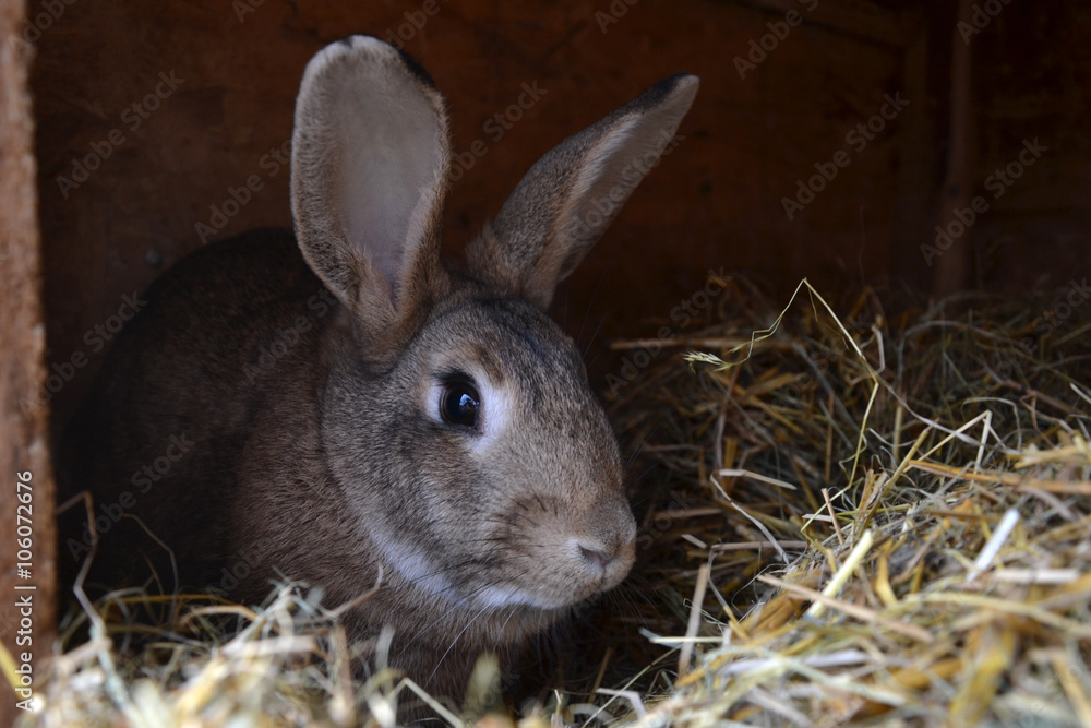 Fototapeta premium Rabbits in the shed. Farm animal in cage. Caged bunnies on the barn yard