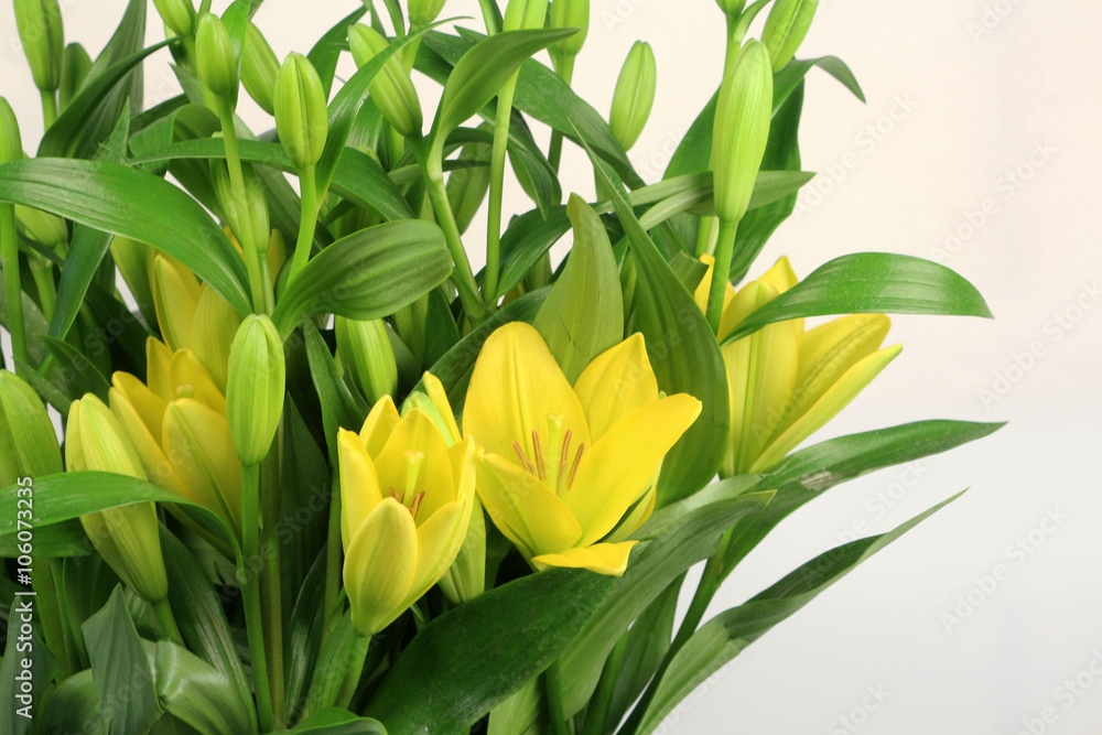 Fototapeta premium lilium flowers