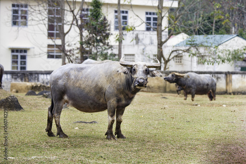 Buffalo at Cao Bang province