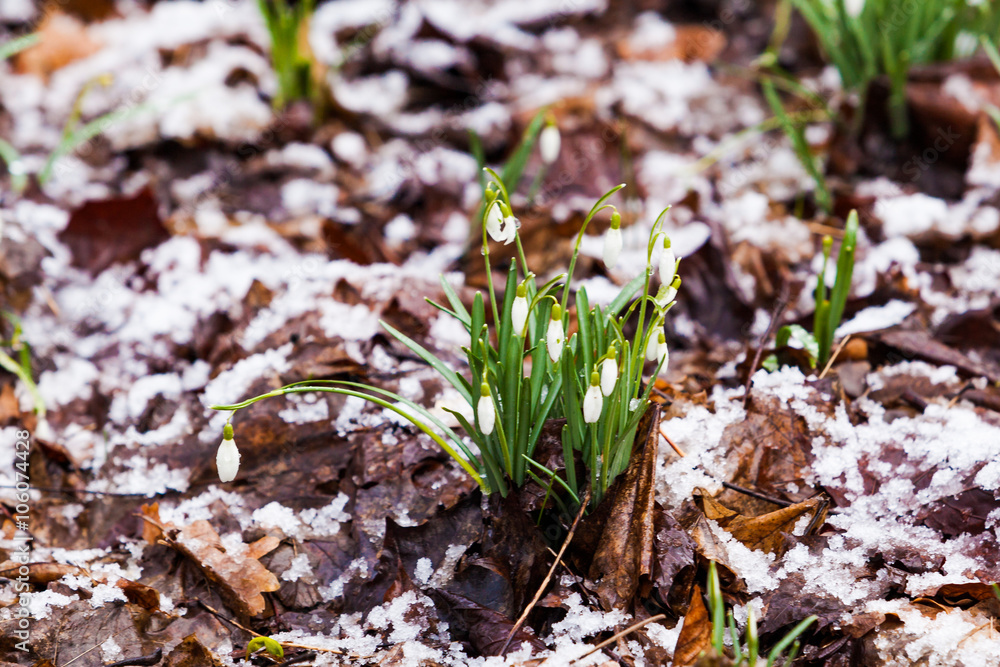 snowdrop, Galanthus nivalis. first spring flowers, snowdrops in snowdrop, Galanthus nivalis. first spring flowers, snowdrops in