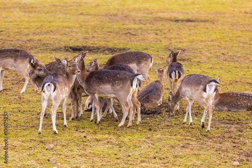 Fototapeta Naklejka Na Ścianę i Meble -  Fallow-deers flock