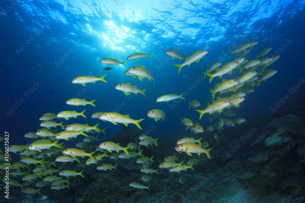 Fish schooling on underwater coral reef