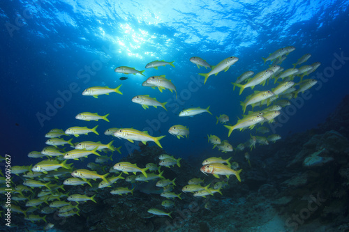 Fish schooling on underwater coral reef