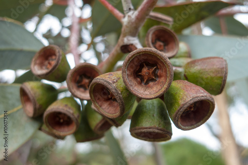 Eucalyptus fruit photo