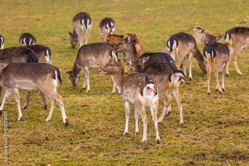 Fallow-deers flock