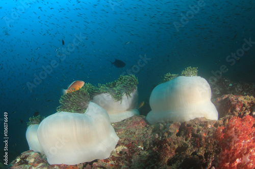 Coral and anemones on underwater reef with fish