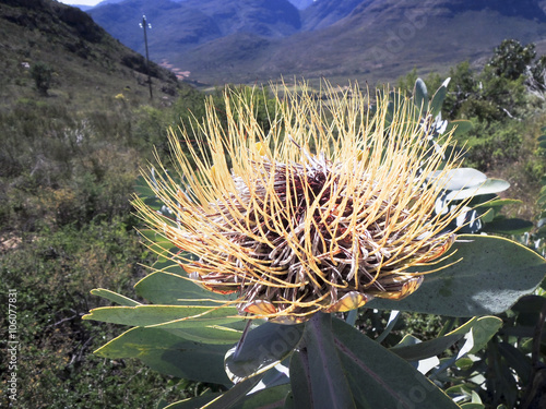 Beautiful Protea flower growing in the wild with its head open t photo