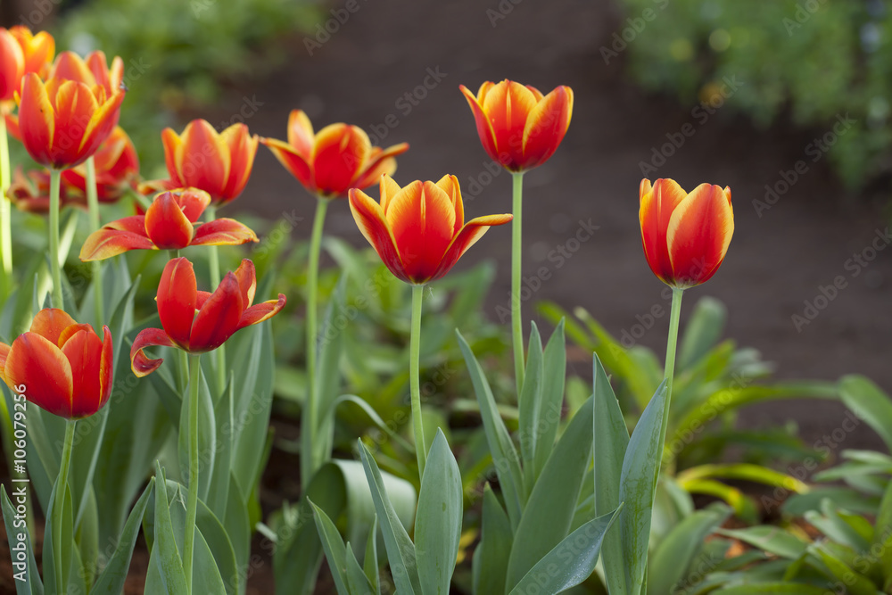 tulips, fresh tulips, blooming tulips, beautiful red yellow tulip flowers in the garden