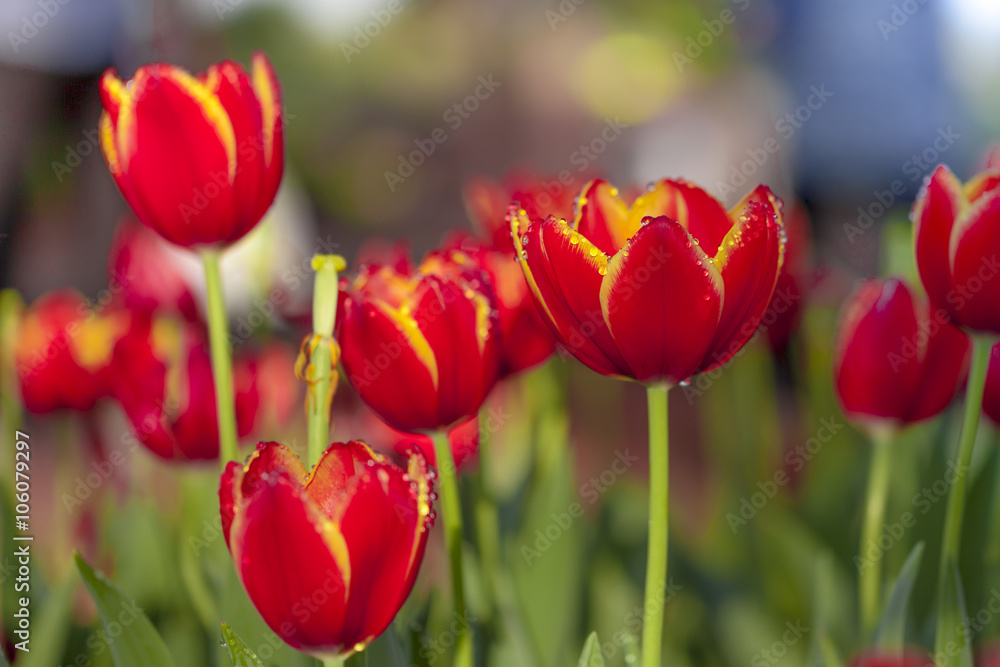 red and yellow tulip blossom with drops of water red and yellow tulip blossom with drops of water
