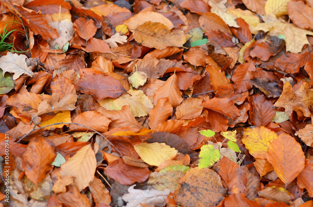 Withered fall leaves