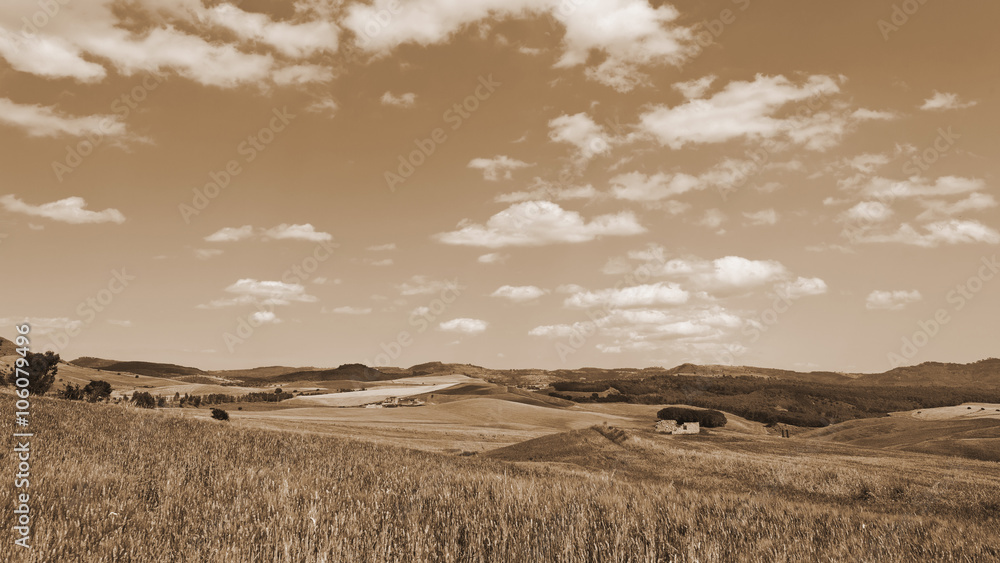 Wheat Fields