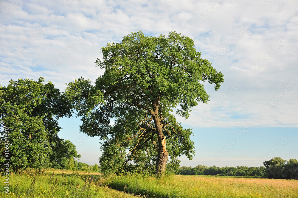 Fototapeta premium Tree, broken by lightning