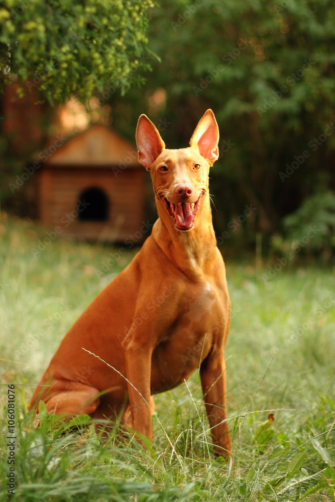 Happy dog breed Pharaoh hound