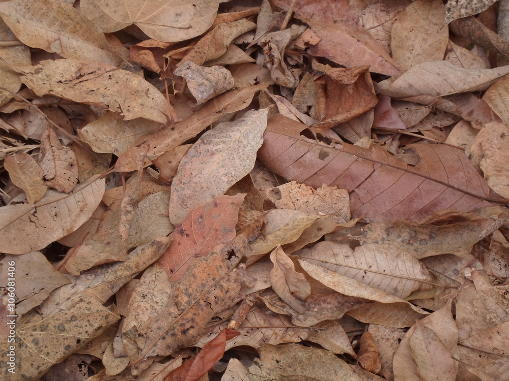 Dry leaf brown sorted overlap. Dry leaf brown sorted overlap.