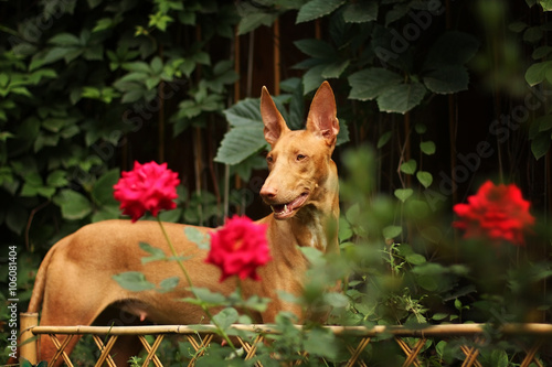Pharaoh hound among the flowers