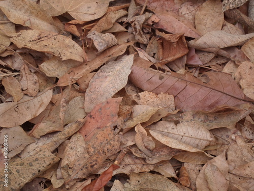  Dry leaf brown sorted overlap.