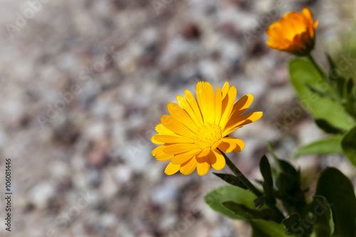 marigold flower close-up   © rsooll