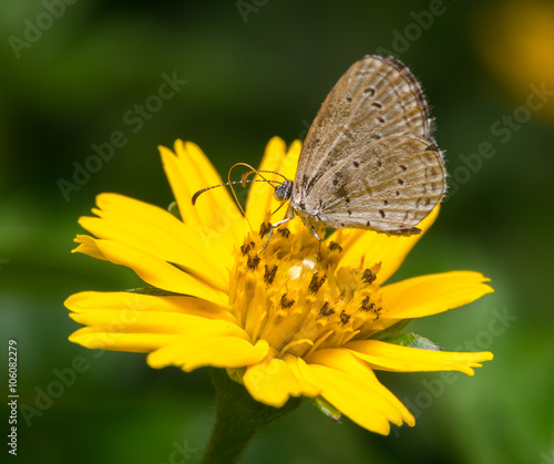 butterfly on the flower © praphab144