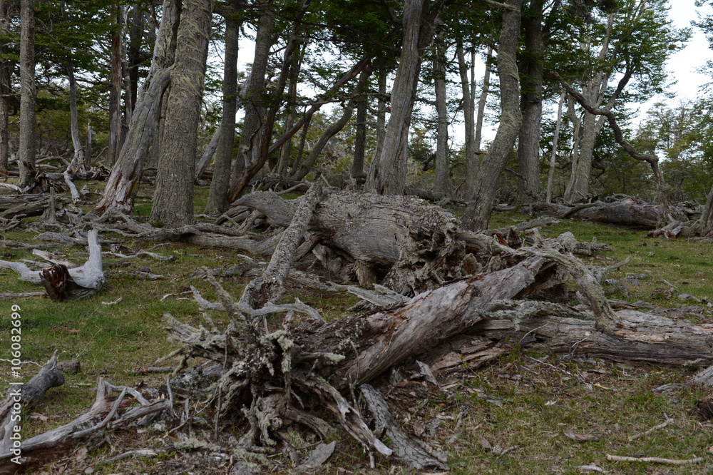 Fallen trees on the shore of Lago Blanco. Fallen trees on the shore of Lago Blanco.