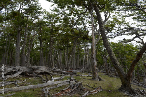  Fallen trees on the shore of Lago Blanco. 