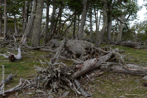  Fallen trees on the shore of Lago Blanco. 