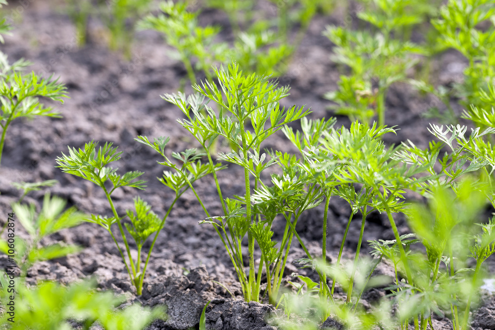 Field with carrot Field with carrot