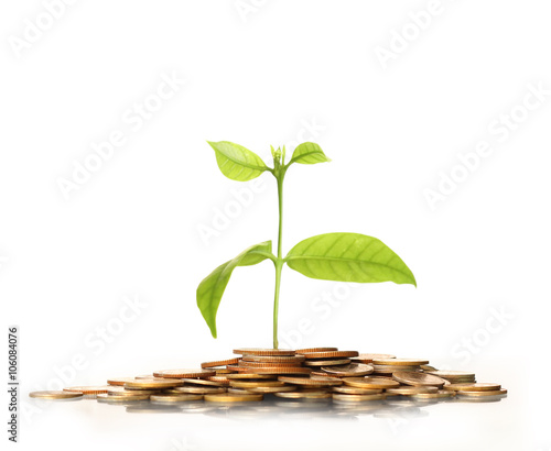 green plant on gold coins