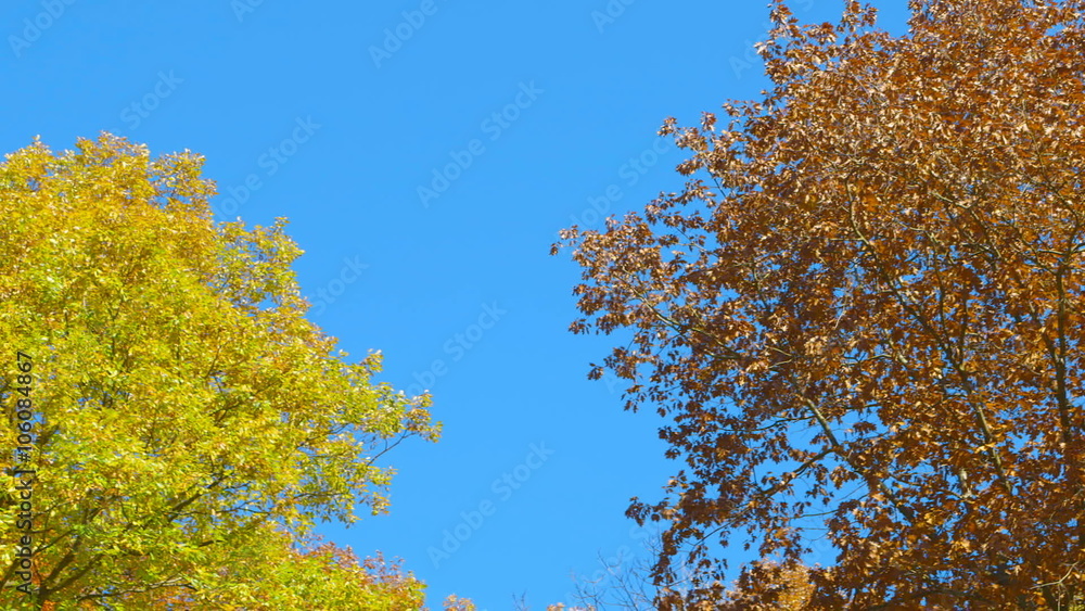 Beautiful Autumn Trees - camera pan Beautiful Autumn Trees - camera pan
