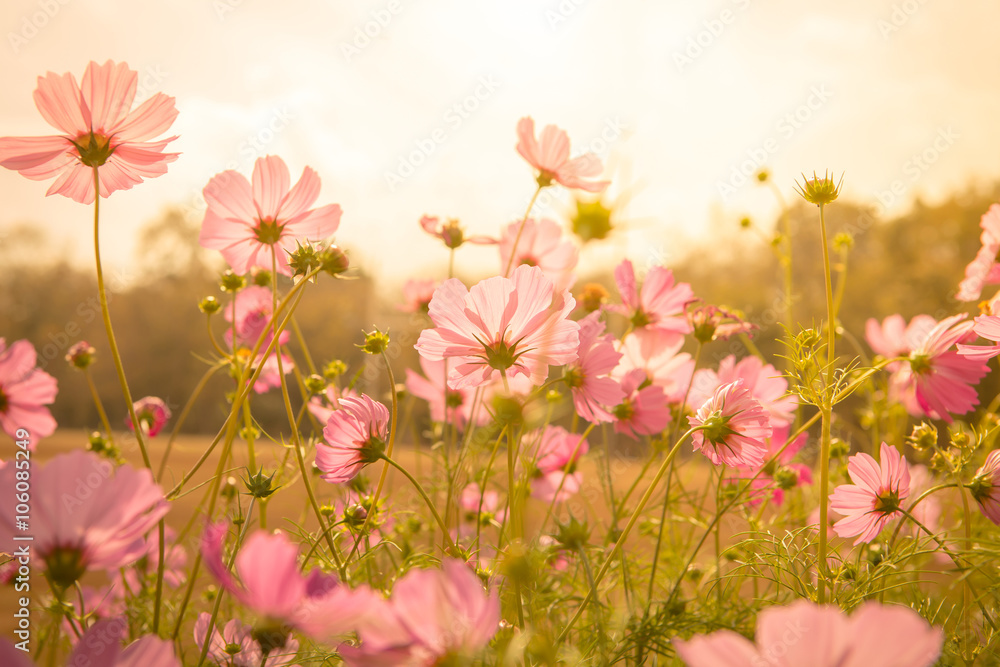 Fototapeta Urocze różowe kwiaty na łące