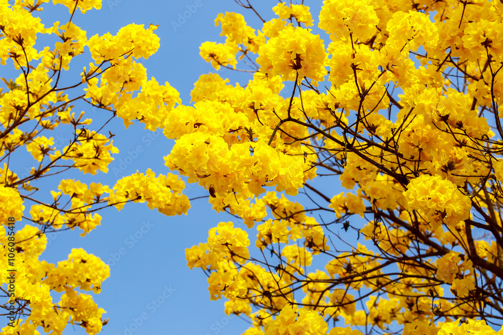 Yellow tabebuia flower blossom