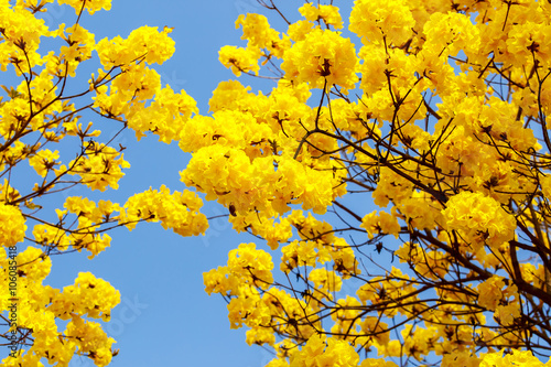 Obraz na płótnie Yellow tabebuia flower blossom w salonie