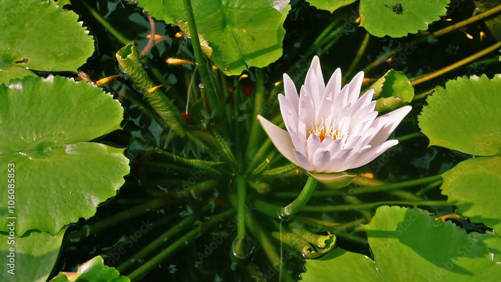 Close up of a water lily flower and fish in a pond Close up of a water lily flower and fish in a pond