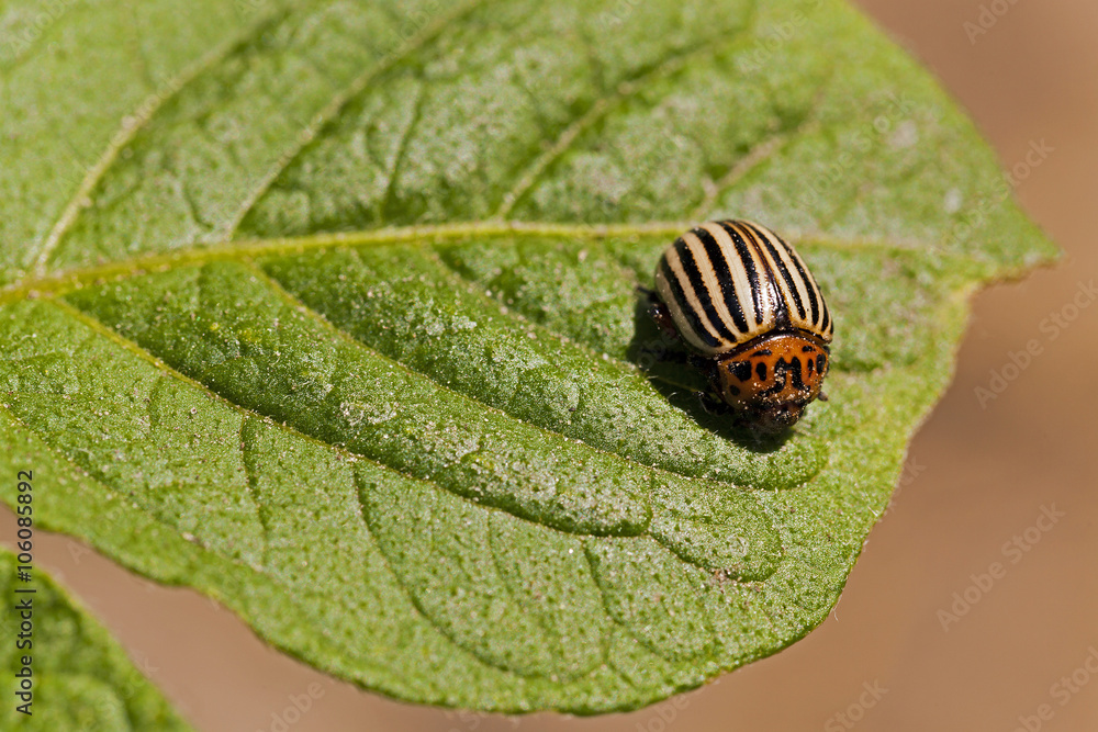 Colorado potato beetle Colorado potato beetle