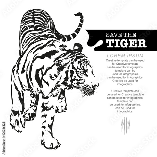Fototapeta Naklejka Na Ścianę i Meble -  Tiger walking, black and white colour, illustration design.