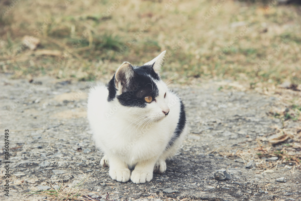 cat cat