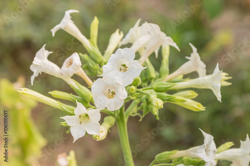 Nicotiana tabacum