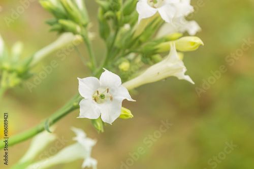 Nicotiana tabacum