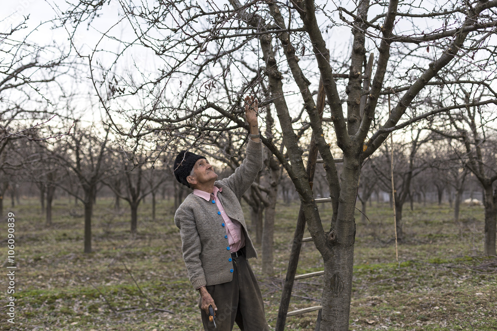 Old farmer trimming trees in his orchard